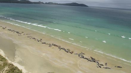 Nicht zu retten: Die gestrandeten Grindwale auf Stewart Island