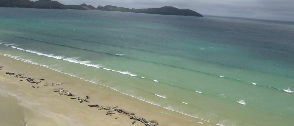 Nicht zu retten: Die gestrandeten Grindwale auf Stewart Island