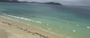 Nicht zu retten: Die gestrandeten Grindwale auf Stewart Island