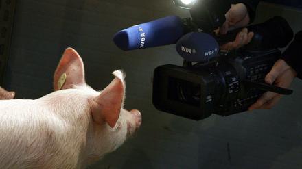 Wenn Schweine sprechen könnten..... Ein Kamerateam und ein Ferkel bei der Grünen Woche in Berlin (Archivfoto von 2009). 