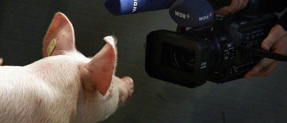 Wenn Schweine sprechen könnten..... Ein Kamerateam und ein Ferkel bei der Grünen Woche in Berlin (Archivfoto von 2009). 