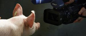 Wenn Schweine sprechen könnten..... Ein Kamerateam und ein Ferkel bei der Grünen Woche in Berlin (Archivfoto von 2009). 