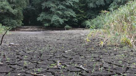 Düstere Teiche (Geschützte Feuchtgebiete Bornstedt). Der Teich ist weg, das Areal ist vertrocknet. 