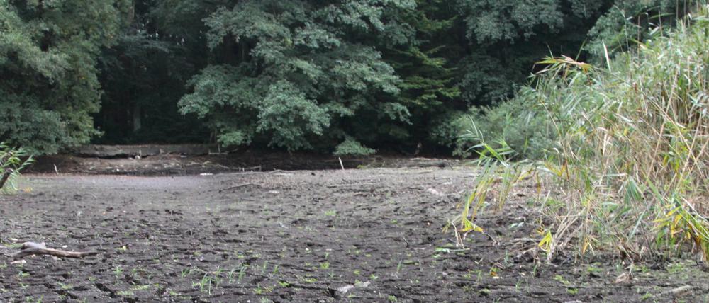 Düstere Teiche (Geschützte Feuchtgebiete Bornstedt). Der Teich ist weg, das Areal ist vertrocknet.