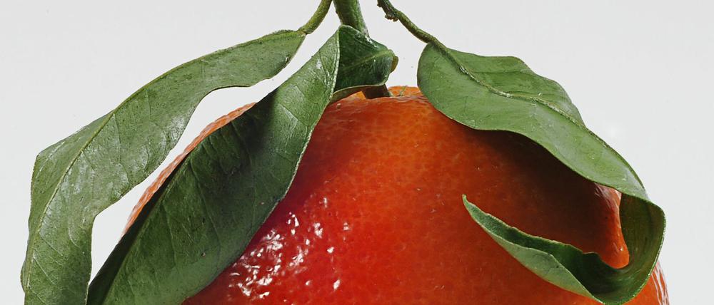Gesund oder Gift? Unsere Autorin ist sich unsicher. 