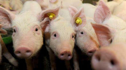 Ferkel in einem Stall auf einem Schweinebauernhof in Niedersachsen.