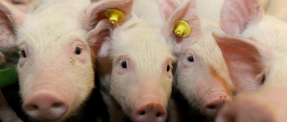 Ferkel in einem Stall auf einem Schweinebauernhof in Niedersachsen.