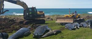 Arbeiter baggern ein Loch, um die in Neuseeland gestrandeten Grindwale zu beerdigen.