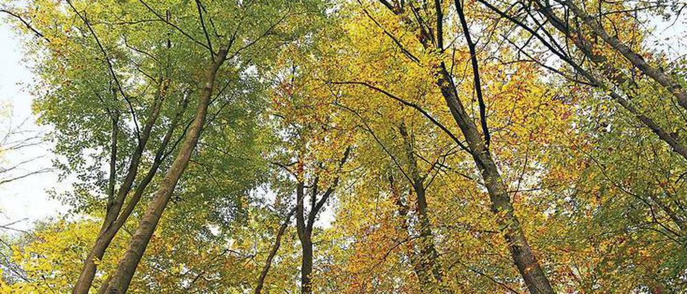Waldreich ist das Land, doch der Landesforstbetrieb macht zu wenig daraus, rügt der Rechnungshof. 