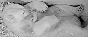 Zweisamkeit. Tonjas jüngster Nachwuchs ist auf den Kamerabildern direkt aus der Wurfhöhle gut zu erkennen. 