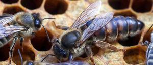 Waben wagen. Unter Bienen grassiert die Faulbrut.