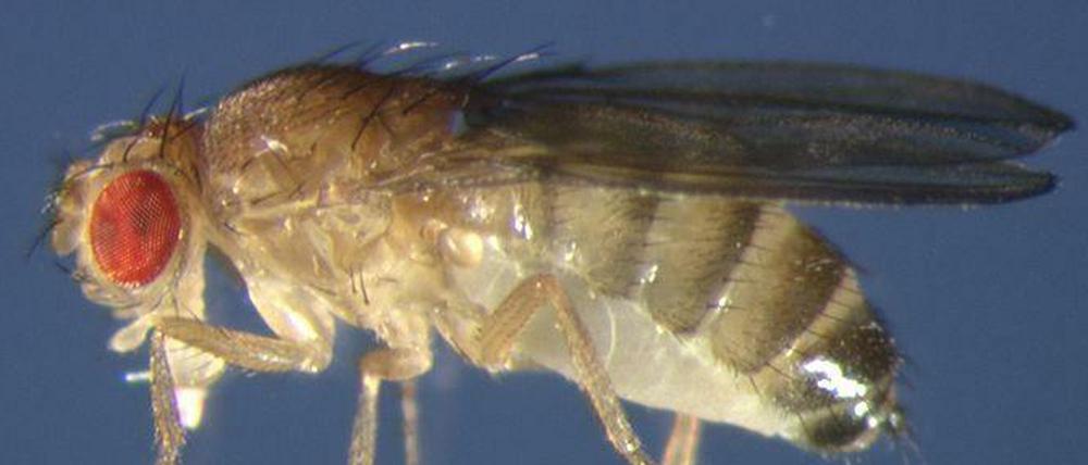 Süßschnabel. Ursprünglich fliegt die Fruchtfliege Drosophila melanogaster (hier ein Männchen, erkennbar am schwarzen Hinterleibsende) vor allem auf „Marula“.