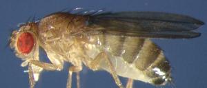 Süßschnabel. Ursprünglich fliegt die Fruchtfliege Drosophila melanogaster (hier ein Männchen, erkennbar am schwarzen Hinterleibsende) vor allem auf „Marula“. 
