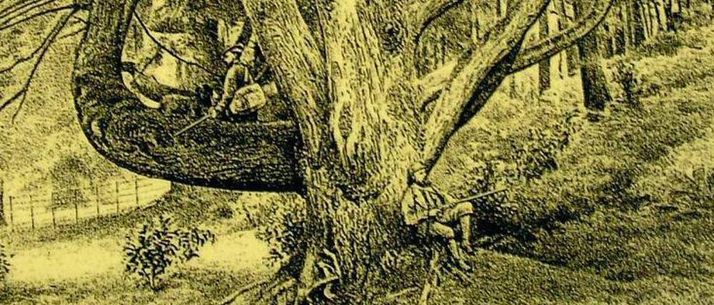 Rast auf Ast. Gravierung von 1880, die vermutlich jene Weißtanne von Ardkinglas zeigt, die seit mehr als 100 Jahren als „mächtigster Nadelbaum Europas“ gilt.