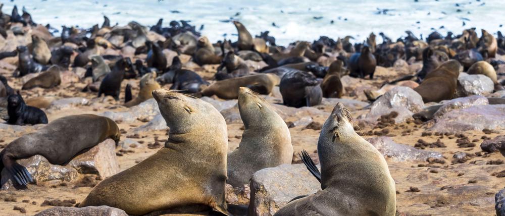 Der Südafrikanische Seebär ist eine Robbe. Die größten Kolonien leben in Namibia und Australien.