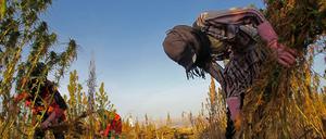 Syrische Flüchtlinge ernten auf einem Feld im Bekaa-Tal Cannabispflanzen. Cannabis aus dem Libanon gilt als eines der besten weltweit. 
