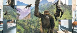 In der Abteilung „Landschaften und Biodiversität“ zeigt das belgische Africa-Museum unter anderem ausgestopfte Affen. 