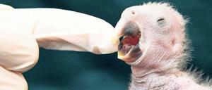 Exotisches Gewerbe. Der Import von Papageien ist nicht grundsätzlich anrüchig.