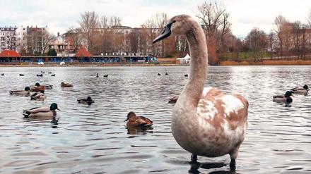 Grauer Schwan auf dem Weißen See.