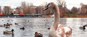 Grauer Schwan auf dem Weißen See.