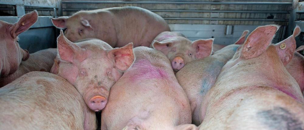 Arme Schweine. Muss es wirklich jeden Tag ein Stück Fleisch auf dem Teller sein?