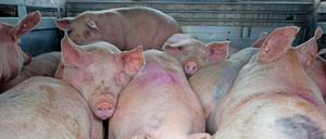 Arme Schweine. Muss es wirklich jeden Tag ein Stück Fleisch auf dem Teller sein?