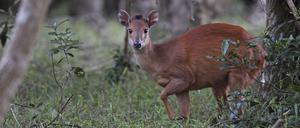 Rotduckers verstecken sich gern im Dickicht, daher der Name.