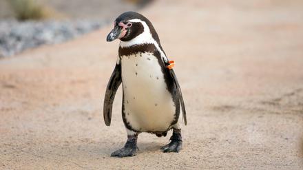 86 Pinguine leben in Berlins Zoo und Tierpark - dieser hier watschelt allerdings im Vogelpark Marlow.
