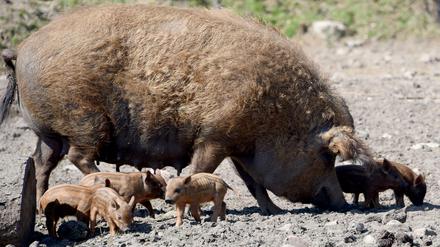 Keine Milch, auch keine Eier. Aber immerhin Wolle: Dieses Schwein ist die Nutztierrasse des Jahres 2019.