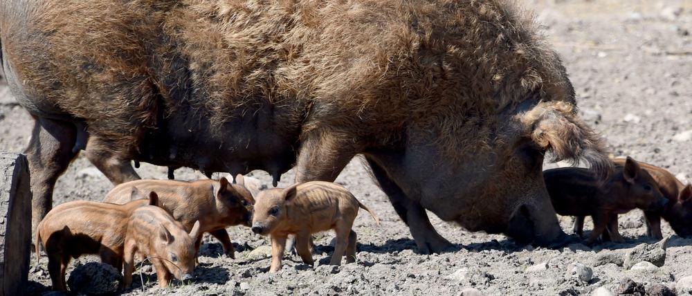 Keine Milch, auch keine Eier. Aber immerhin Wolle: Dieses Schwein ist die Nutztierrasse des Jahres 2019.