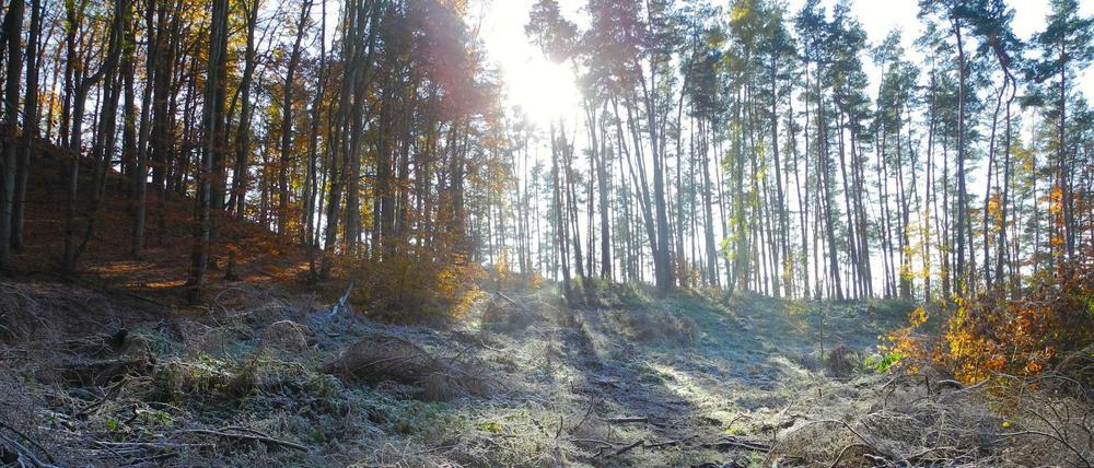 Auf dem Holzweg. In der Feldberger Seenlandschaft hat man zu dieser Jahreszeit den Wald fast für sich allein.
