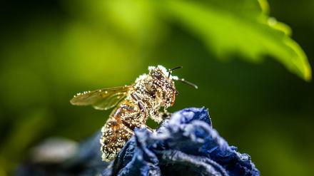 Bedrohte Tierart: Die Zahl der Bienen und Hummeln geht zurück. 