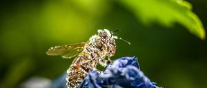 Bedrohte Tierart: Die Zahl der Bienen und Hummeln geht zurück. 