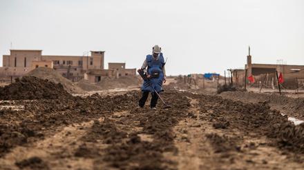 Mühselig und gefährlich. Ein israelischer Arbeiter sucht bei Jericho nach Minen.