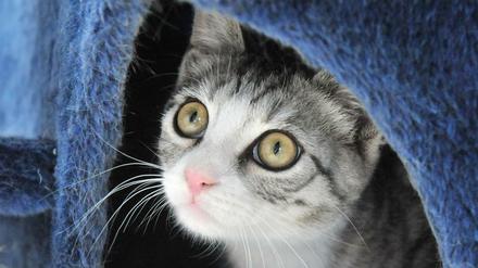 Katzen sind nicht nur niedlich, sondern könnten auch gegen die Ausbildung von Allergien helfen.