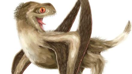 Federn? Nicht so leicht, das bei 160 Millionen Jahre alten Fossilien sicher zu sagen.
