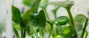 Mit Hilfe eines zusätzlichen Gens können Efeututen Schadstoffe wie Chloroform und Benzol aus der Luft filtern.