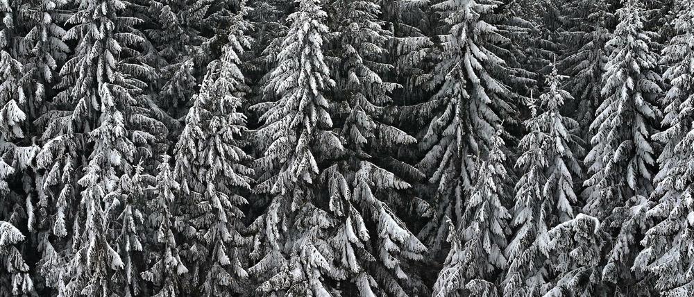 Winterliche Idylle: Ein Nadelwald im bayerischen Bernbeuren.