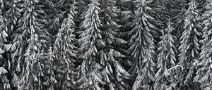 Winterliche Idylle: Ein Nadelwald im bayerischen Bernbeuren.