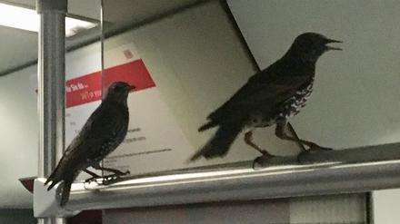 Zwei Vögel sitzen in einem Zug der Berliner S-Bahn auf einer Haltestange.