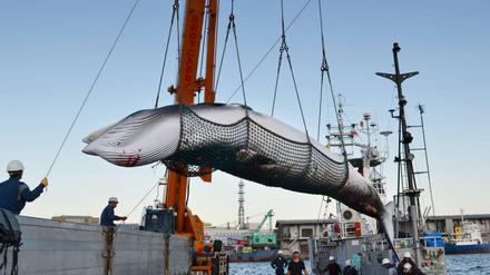 Ein gefangener Minkwal im Hafen von Kushiro in Japan  