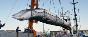 Ein gefangener Minkwal im Hafen von Kushiro in Japan