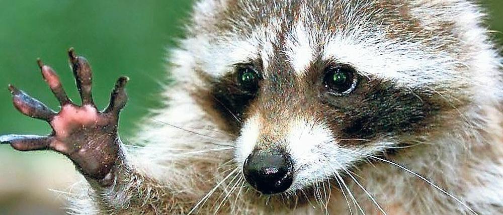Waschbären stammen aus Nordamerika und entwickeln sich in Deutschland zu einer ernsten Bedrohung.
