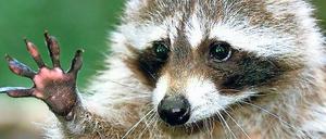 Waschbären stammen aus Nordamerika und entwickeln sich in Deutschland zu einer ernsten Bedrohung.