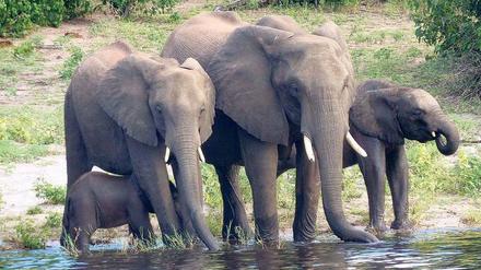 Noch ist Botswana ein sicherer Hafen. Doch das könnte sich für Elefantenfamilien, wie diese im Okavango-Delta im nördlichen Botswana, bald ändern. 