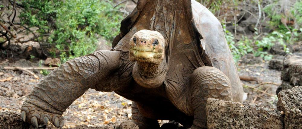 Eine Riesenschildkröte im Galápagos-Nationalpark in Ecuador.