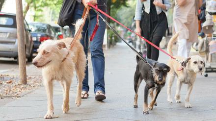 Hunde an der Leine