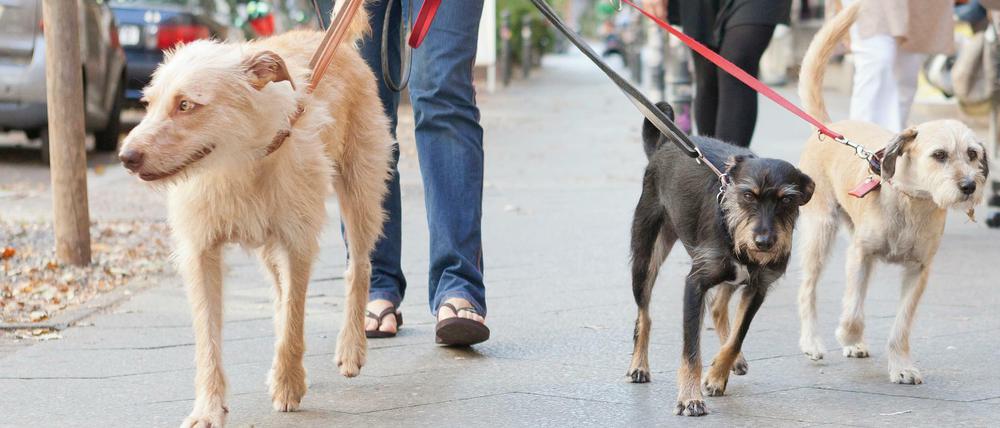 Hunde an der Leine