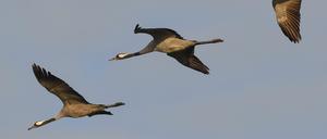 Ziehen und Aufziehen. Tausende Kraniche sind in Brandenburg zu Hause, weil es dort geeignete Brutplätze gibt.