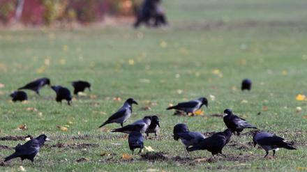 Entweder von Zuhause aus oder in Parks oder Seen können die Berliner helfen, die Entwicklung des Vogelbestands zu dokumentieren.